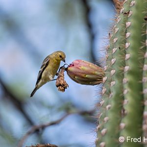 lesser golfinch (female)