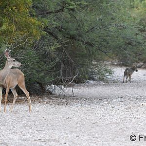 mule deer watching coyote