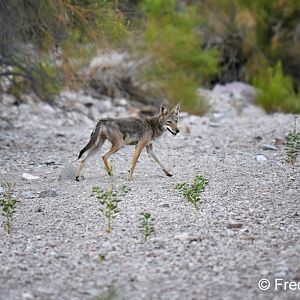 coyote