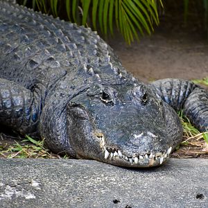 American Alligator (Alligator mississippiensis)