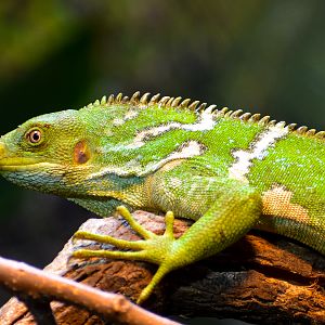 Fijian Crested Iguana (Brachylophus vitiensis)
