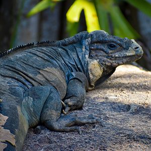 Rhinoceros Iguana (Cyclura cornuta)