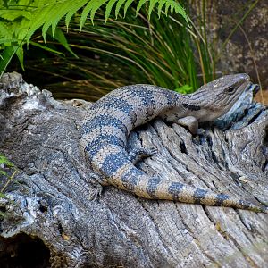 Eastern Blue-Tongue (Tiliqua scincoides)