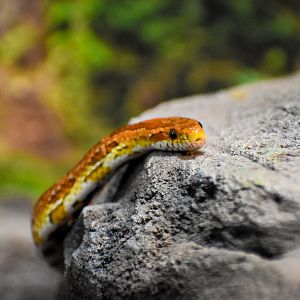 Corn Snake (Pantherophis guttatus)