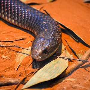 King Brown (Pseudechis australis)