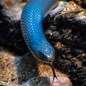 Red-bellied Black Snake (Pseudechis porphyriacus)