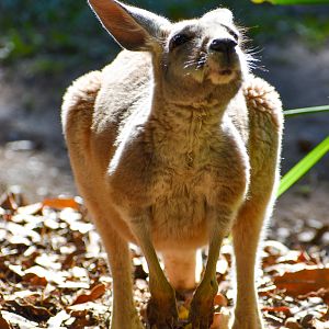 Red Kangaroo Joey (Osphranter rufus)