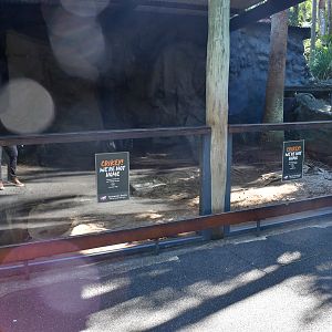 Shingleback Enclosure - Under Renovation