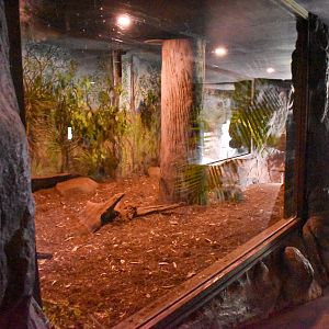 Tasmanian Devil - Indoor Viewing