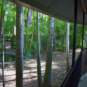 Cassowary Enclosure