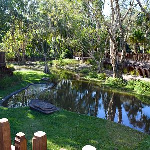 Crocodile Environmental Park - Saltwater Crocodile Enclosure
