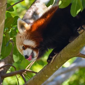 Red Panda (Ailurus fulgens)