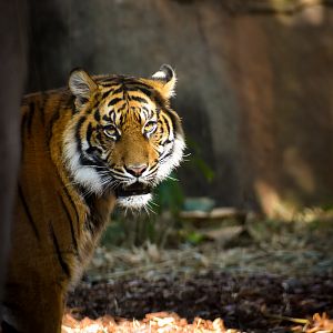 Sumatran Tiger (Panthera tigris sumatrae)