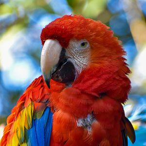Scarlet Macaw (Ara macao)