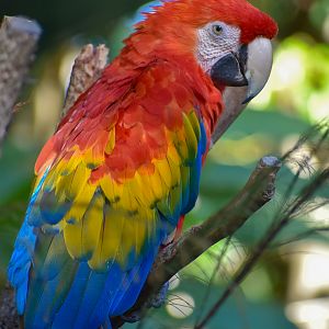 Scarlet Macaw (Ara macao)