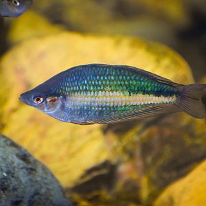 Crimson-spotted Rainbowfish (Melanotaenia duboulayi)