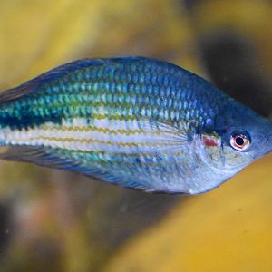 Crimson-spotted Rainbowfish (Melanotaenia duboulayi)