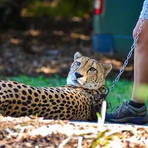 Cheetah (Acinonyx jubatus)