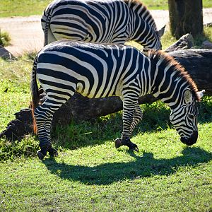 Plains Zebra (Equus quagga)