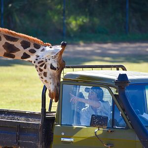 Giraffe Opening the Door