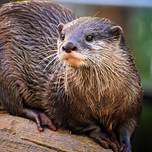 Asian Small-clawed Otter (Aonyx cinereus)