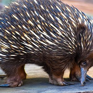 Short-beaked Echidna (Tachyglossus aculeatus)