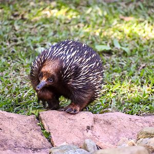 Short-beaked Echidna (Tachyglossus aculeatus)