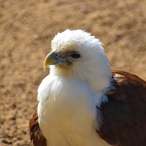 Brahminy Kite (Haliastur indus)