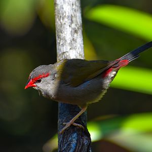 Red-browed Finch (Neochmia temporalis)
