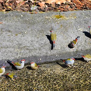 Red-browed Finches (Neochmia temporalis)
