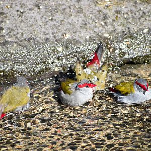 Bathing Red-browed Finches (Neochmia temporalis)