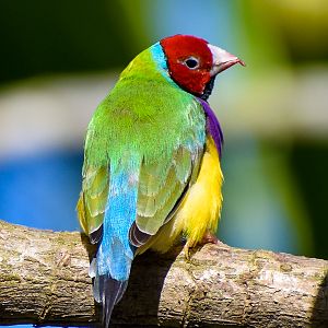 Gouldian Finch (Erythrura gouldiae)