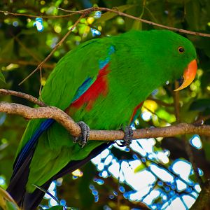 Eclectus Parrot (Eclectus roratus)