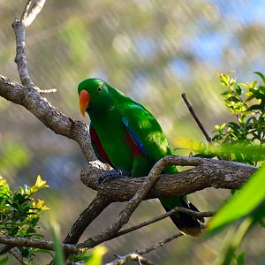 Eclectus Parrot (Eclectus roratus)
