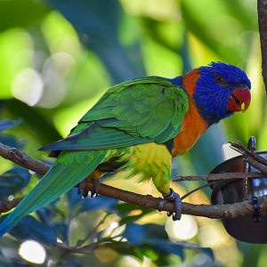 Red-collared Lorikeet (Trichoglossus rubritorquis)
