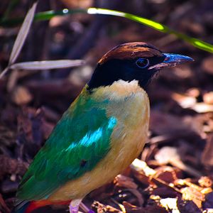 Noisy Pitta (Pitta versicolor)