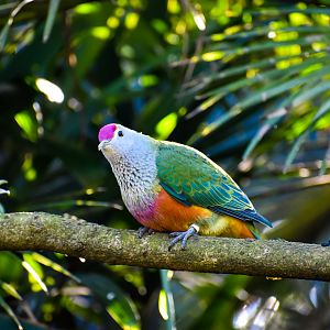 Rose-crowned Fruit Dove (Ptilinopus regina)