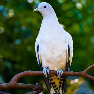 Torresian Imperial Pigeon (Ducula spilorrhoa)