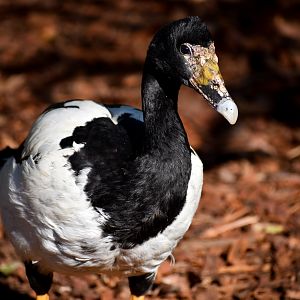 Magpie Goose (Anseranas semipalmata)