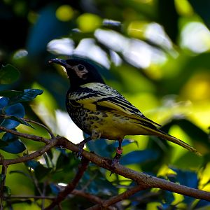 Regent Honeyeater (Anthochaera phrygia)