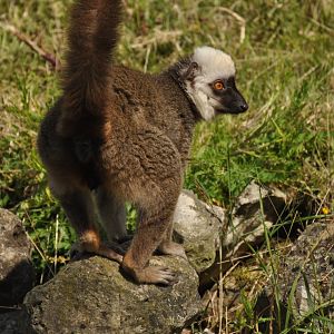 White-headed lemur (Eulemur albifrons)