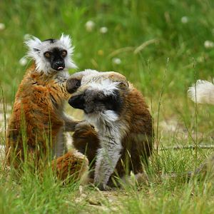 Black lemur (Eulemur macaco)