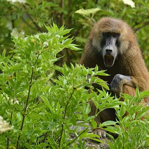Guinea baboon (Papio papio)