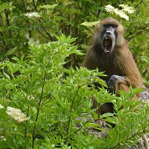 Guinea baboon (Papio papio)