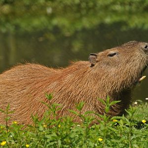 Capybara (Hydrochoerus hydrochaeris)