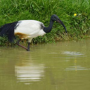 African sacred ibis (Threskiornis aethiopicus)