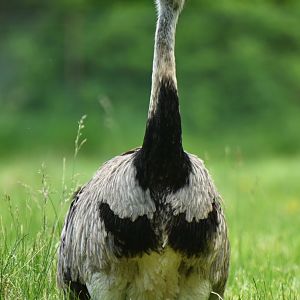 Greater rhea (Rhea americana)