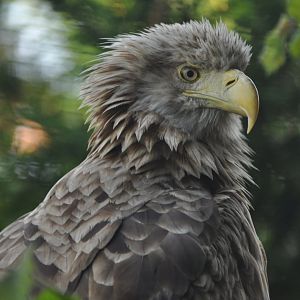 White-tailed eagle (Haliaeetus albicilla)