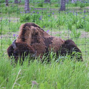 Wood Bison