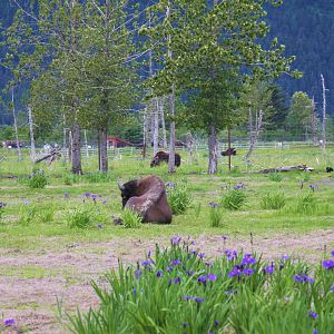 Wood Bison and Muskox